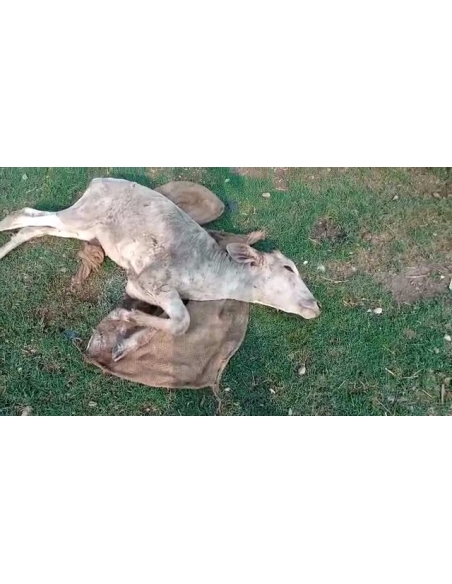 Gaumata baby dog attacked sector 168 noida