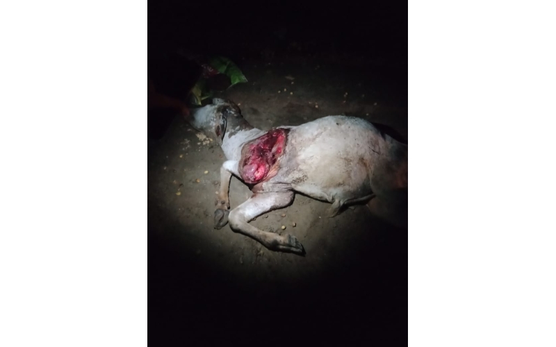 Gaumata baby dog attacked sector 168... Gaumata baby dog attacked sector 168...