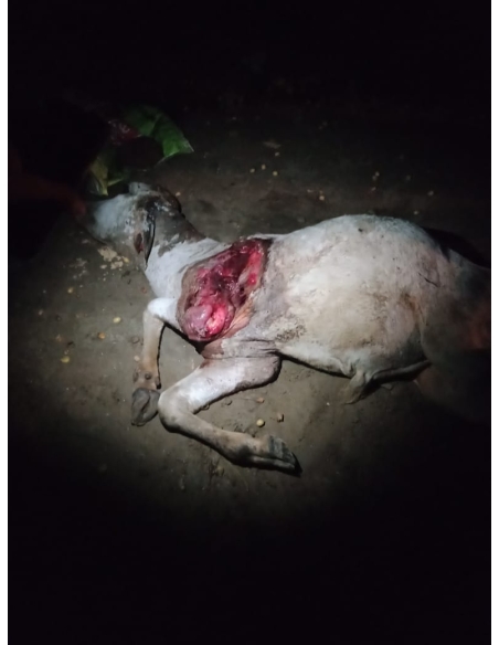 Gaumata baby dog attacked sector 168 noida