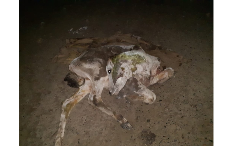Gaumata baby dog attacked sector 168... Gaumata baby dog attacked sector 168...