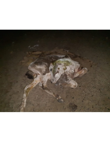 Gaumata baby dog attacked sector 168 noida