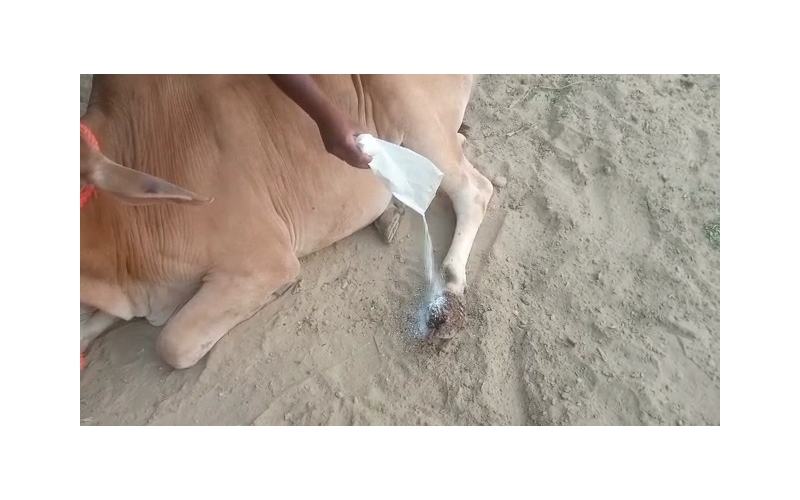 Nandi baba- Foot Maggots,  Sector 93... Nandi baba- Foot Maggots,  Sector 93...