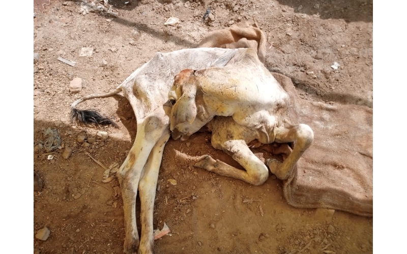 Gaumata baby dog attacked sector 168... Gaumata baby dog attacked sector 168...