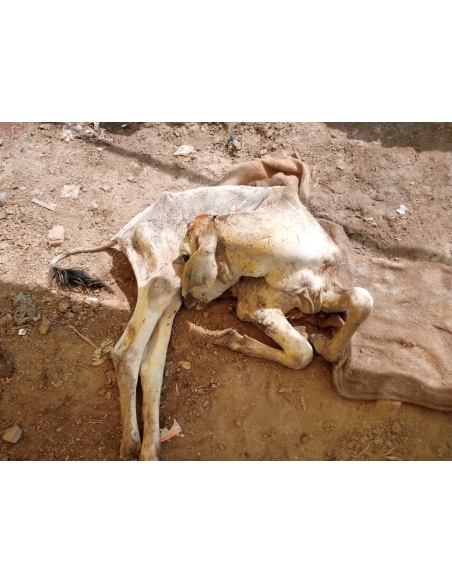 Gaumata baby dog attacked sector 168 noida