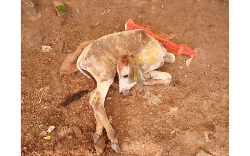 Gaumata baby dog attacked sector 168... Gaumata baby dog attacked sector 168...
