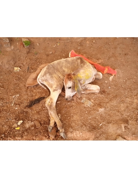 Gaumata baby dog attacked sector 168 noida