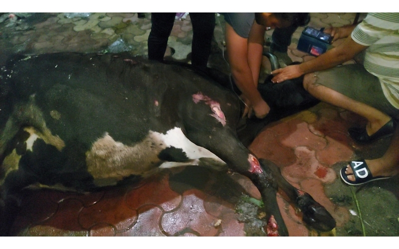 Gaumata injured- hit and run accident... Gaumata injured- hit and run accident...