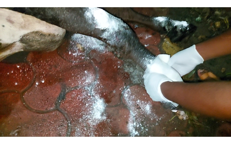 Gaumata injured- hit and run accident... Gaumata injured- hit and run accident...