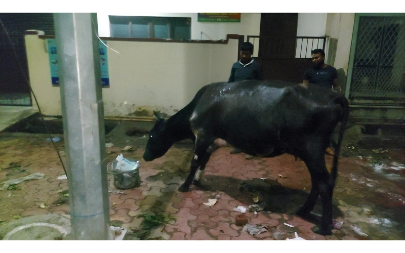 Gaumata injured- hit and run accident... Gaumata injured- hit and run accident...