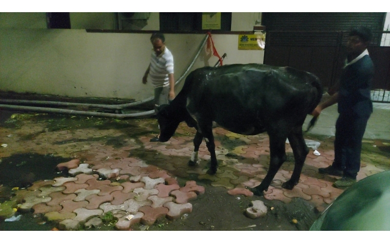Gaumata injured- hit and run accident... Gaumata injured- hit and run accident...