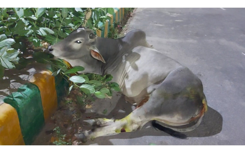 Nandi baba- spine injury hit and run... Nandi baba- spine injury hit and run...