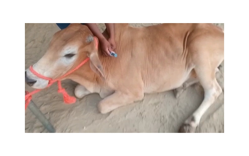 Nandi baba- Foot Maggots,  Sector 93... Nandi baba- Foot Maggots,  Sector 93...