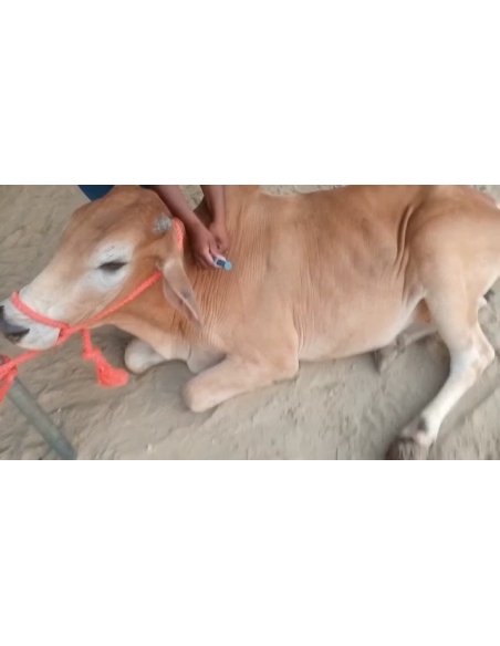 Nandi baba- Foot Maggots,  Sector 93 Noida