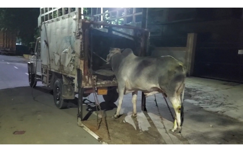 Nandi baba- spine injury hit and run... Nandi baba- spine injury hit and run...