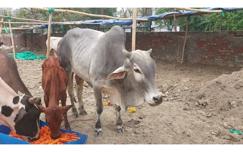 Nandi baba- spine injury hit and run... Nandi baba- spine injury hit and run...