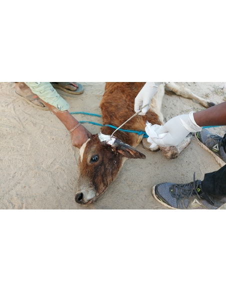 Newborn Gaumata - maggots in brain