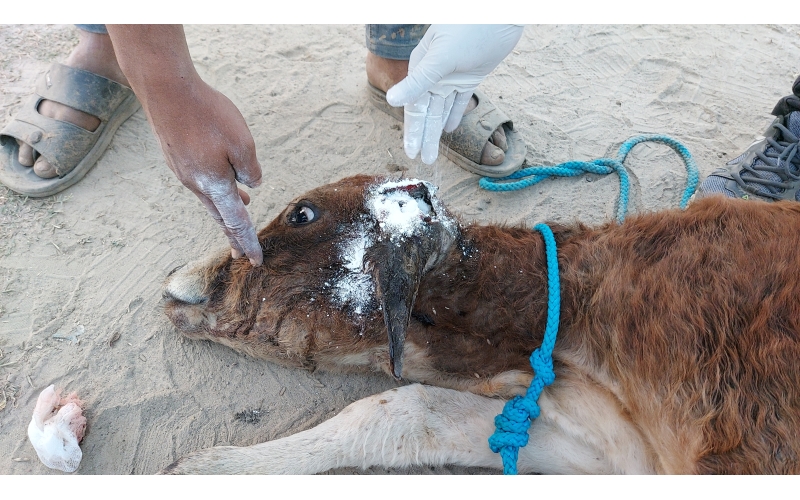 Newborn Gaumata - maggots in brain