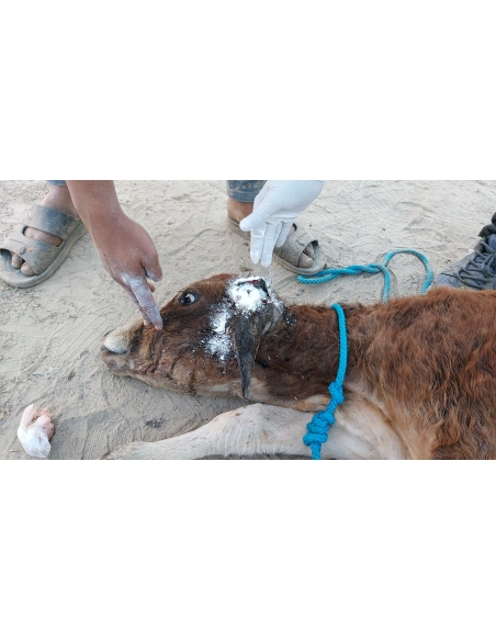 Newborn Gaumata - maggots in brain