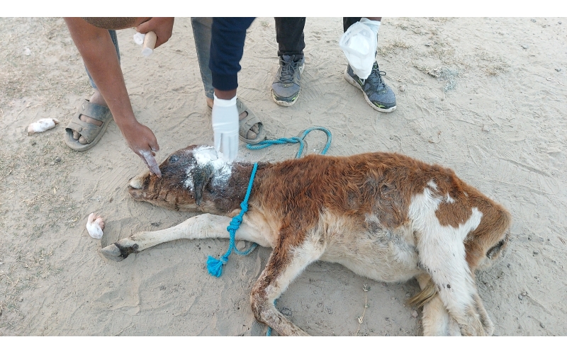 Newborn Gaumata - maggots in brain
