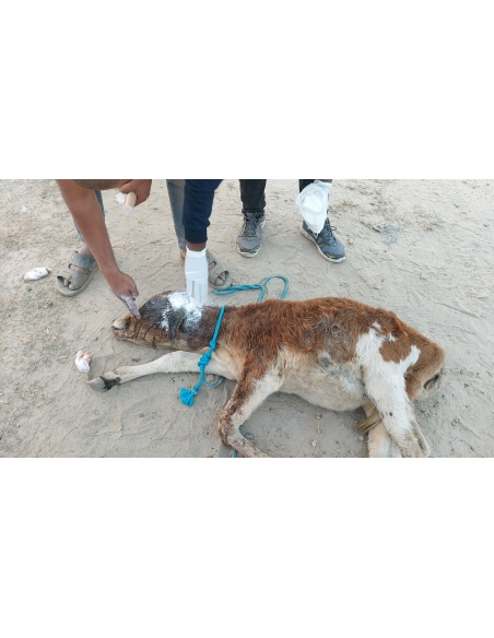 Newborn Gaumata - maggots in brain
