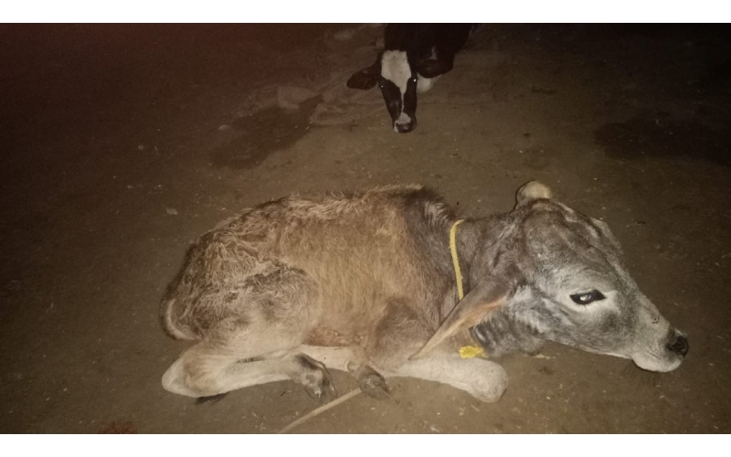 Gaumata baby sick,  high fever -... Gaumata baby sick,  high fever -...
