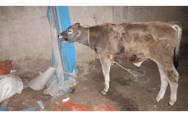 Gaumata baby sick,  high fever -... Gaumata baby sick,  high fever -...