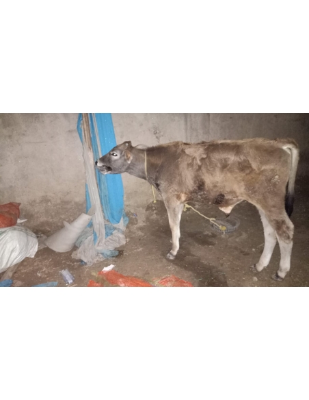 Gaumata baby sick,  high fever - Sector 54 noida