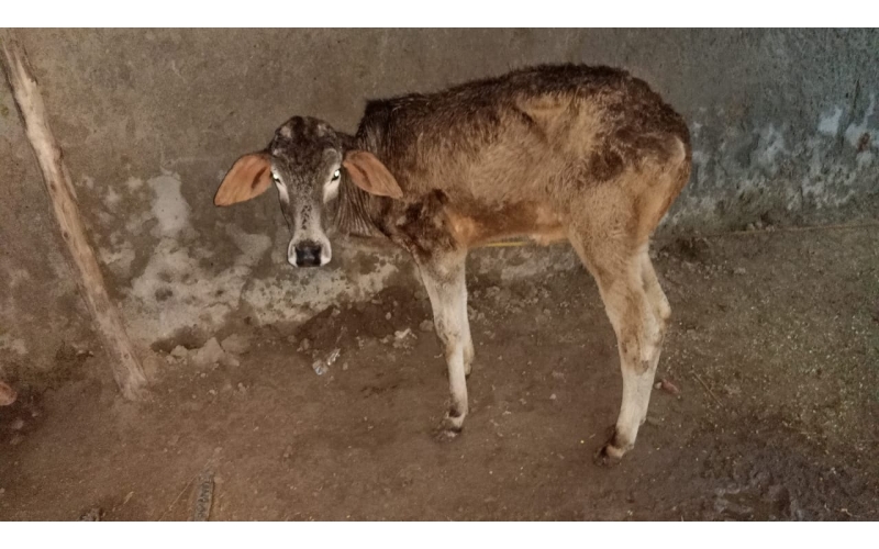 Gaumata baby sick,  high fever -... Gaumata baby sick,  high fever -...