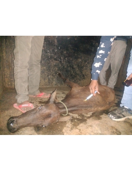Gaumata baby spine injured