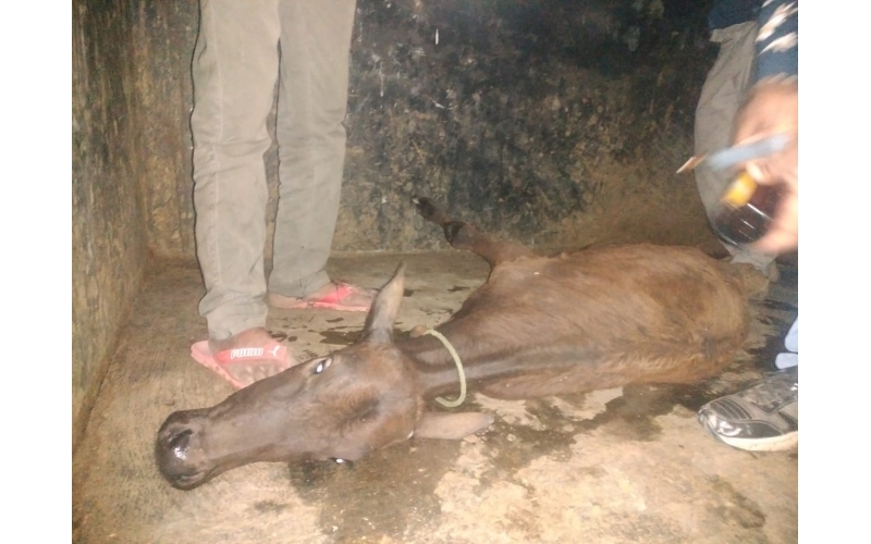 Gaumata baby spine injured Gaumata baby spine injured