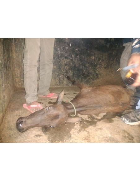 Gaumata baby spine injured