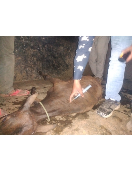 Gaumata baby spine injured