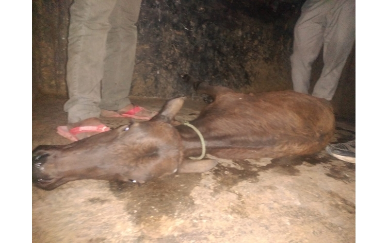 Gaumata baby spine injured Gaumata baby spine injured