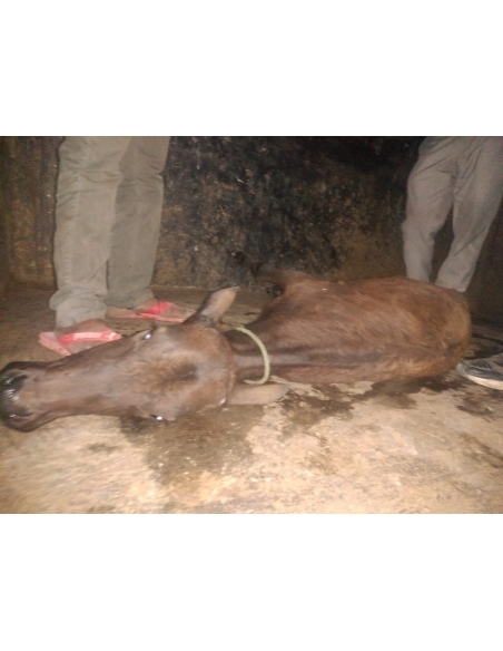 Gaumata baby spine injured
