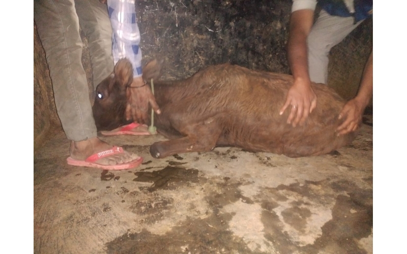 Gaumata baby spine injured Gaumata baby spine injured