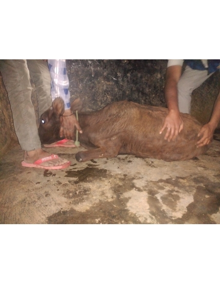 Gaumata baby spine injured