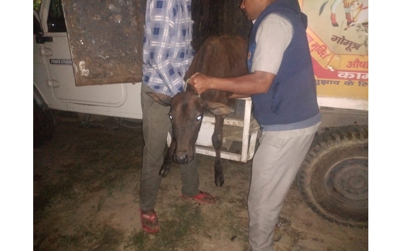 Gaumata baby spine injured Gaumata baby spine injured