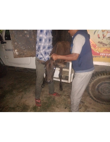 Gaumata baby spine injured