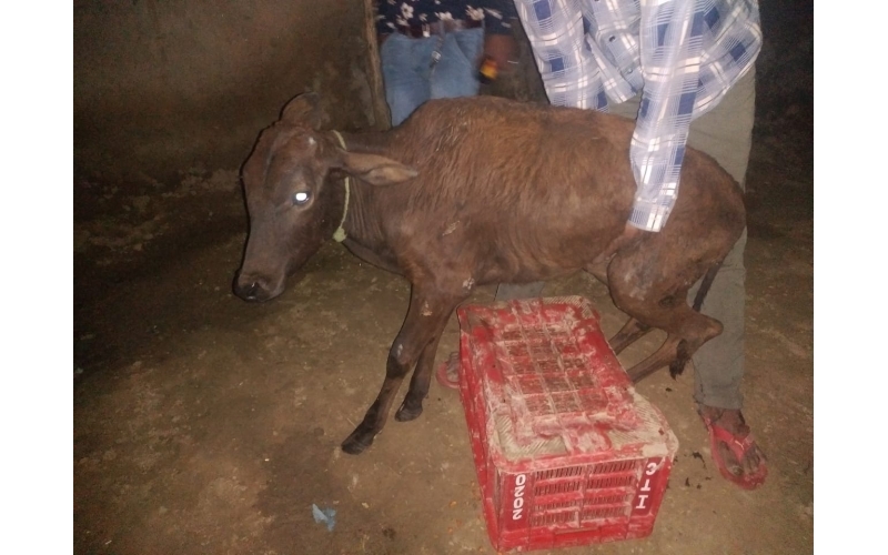 Gaumata baby spine injured Gaumata baby spine injured