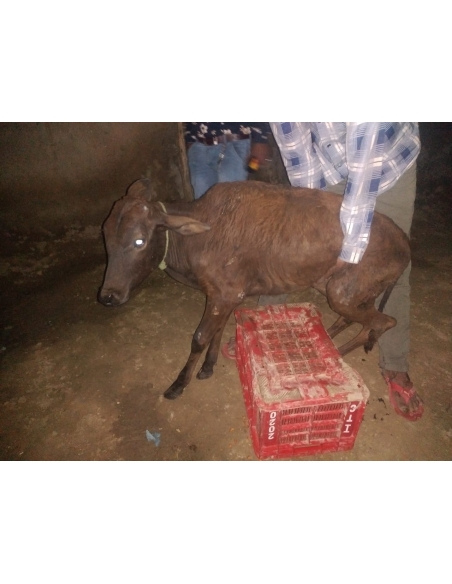 Gaumata baby spine injured