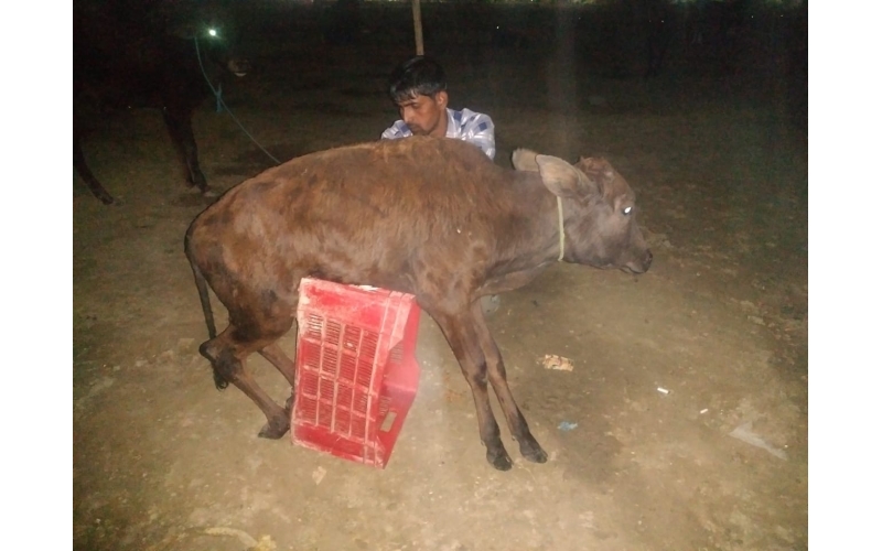Gaumata baby spine injured Gaumata baby spine injured