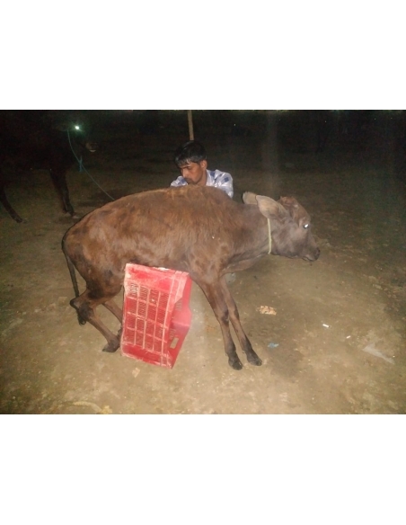 Gaumata baby spine injured