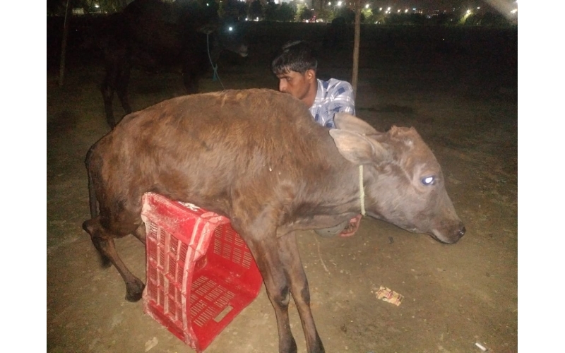 Gaumata baby spine injured Gaumata baby spine injured