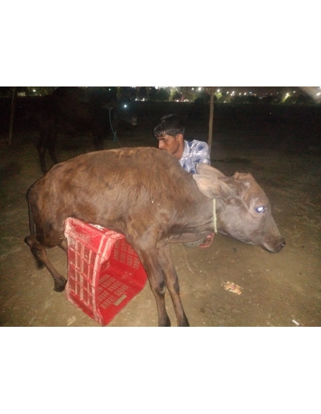 Gaumata baby spine injured