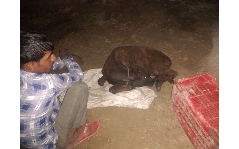 Gaumata baby spine injured Gaumata baby spine injured