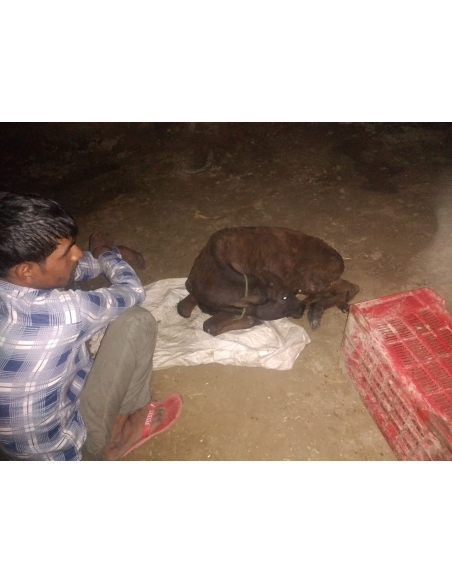 Gaumata baby spine injured