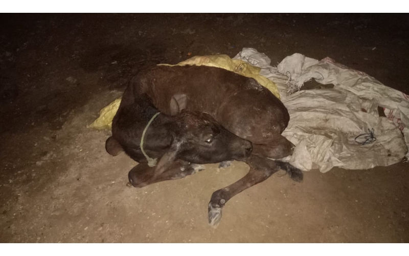 Gaumata baby spine injured Gaumata baby spine injured