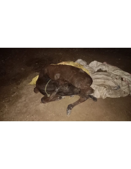 Gaumata baby spine injured
