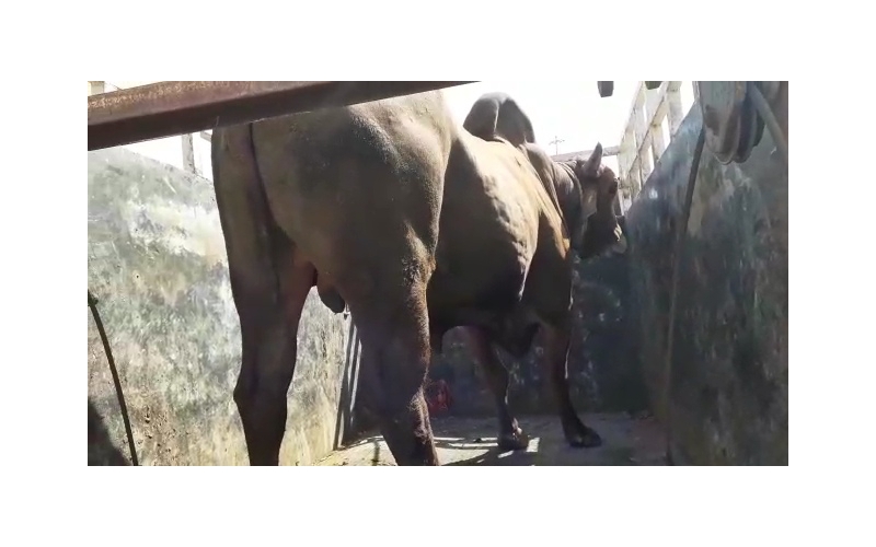 Nandi baba Penis infection,...