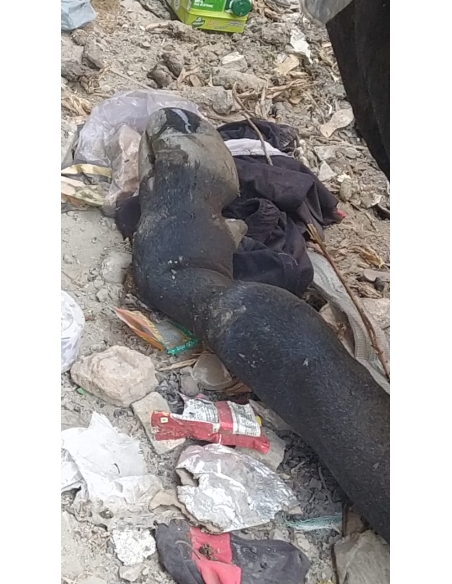 Leg Fractured Nandi baba- Sector 45 Noida